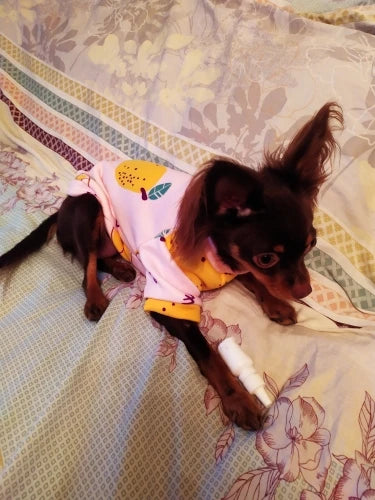 the PAWPET SNUGFIT SWEATSHIRT - Sweet Pet Dog Clothes for Small Dogs, Shih Tzu, Yorkshire Hoodies/Sweatshirt, Soft Puppy/Dog Cat Costume Clothing