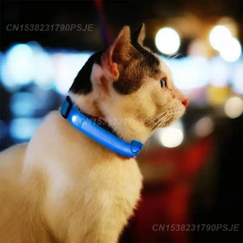 the NEON COLLAR - Nylon Pet Dog Collar USB Rechargeable LED