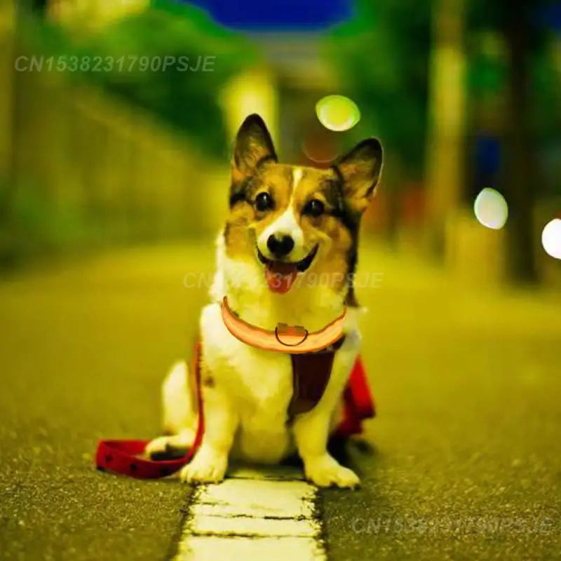 the NEON COLLAR - Nylon Pet Dog Collar USB Rechargeable LED