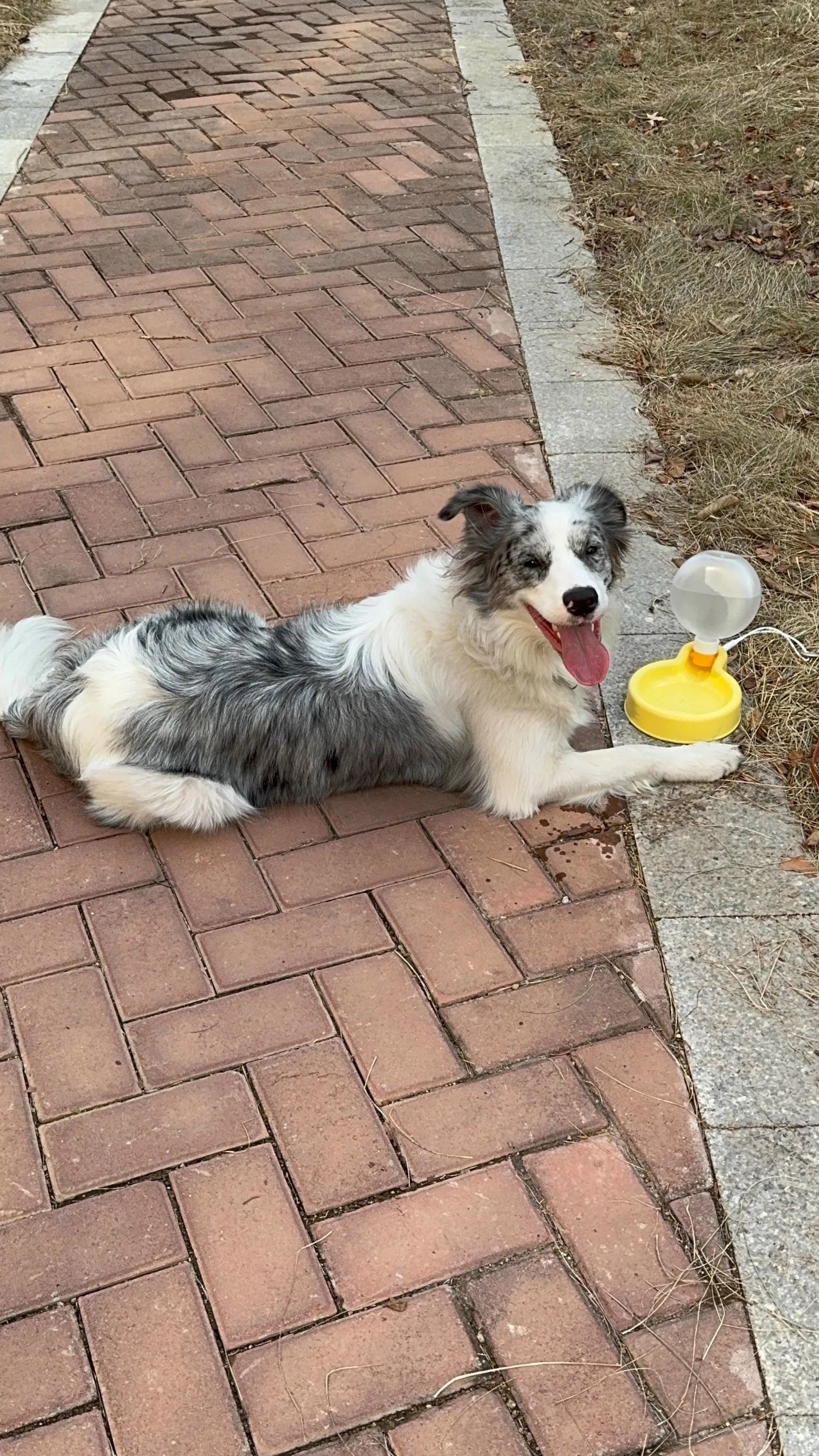 Bulb water bottle Pet Outing Water Cup Dog Portable Foldable Kettle Large Capacity Dog Bowl Out Drinking Water Feeder