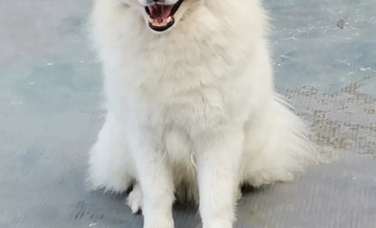 Cool Dog Sun Glasses UV Protection Windproof Goggles Pet Eye Wear Dog Swimming Skating Glasses Pet Accessories