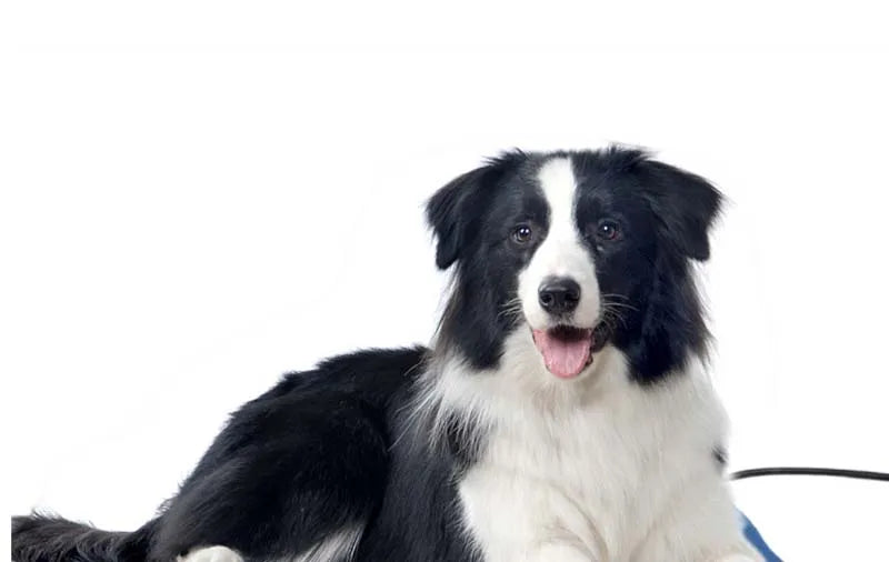 Pet Electric Blanket Dog Cat Bed Mat Winter Warm Dog House For Puppy Kitty Big Dog Home Heating Pad Cushion Nest Pet Supplies