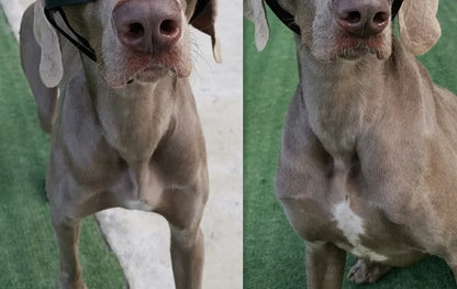 Cool Dog Sun Glasses UV Protection Windproof Goggles Pet Eye Wear Dog Swimming Skating Glasses Pet Accessories