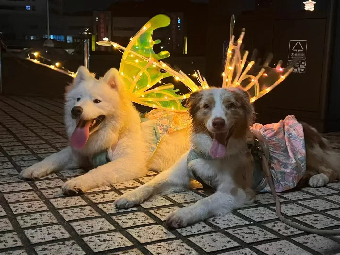 the GLOW WINGS - Dog Butterfly Wings, Pet Glowing Wings, Puppy Summer Clothes, Decorative Samoyed/Husky Medium Dogs