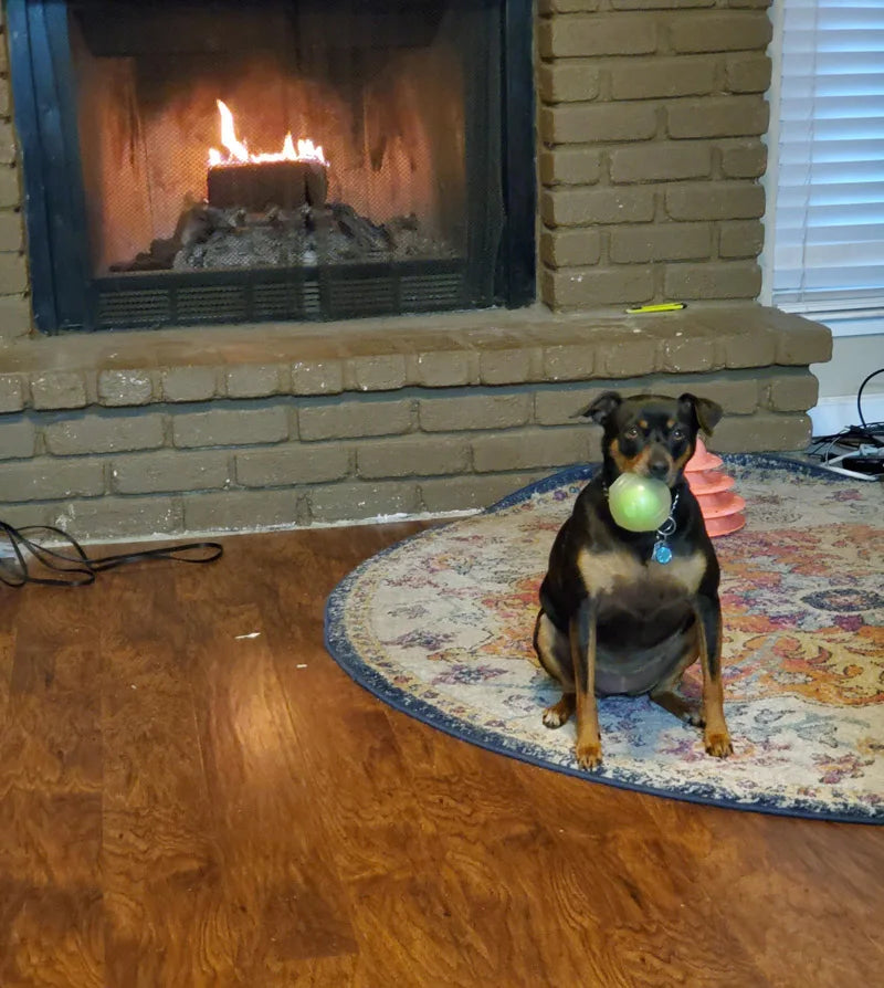 CAITEC Dog Toy Amazing Squeaker Ball Durable Floatable Springy Bite Resistant Best for Tossing Chasing Foraging Medium Large Dog