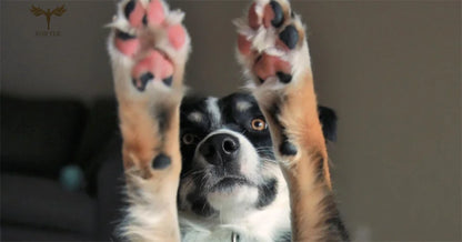 12 Pairs Women Girls Small Earrings 3D Animal Dog Bear Cat Paw Design Stud Earrings Set Golden Stainless Steel Jewelry Earrings