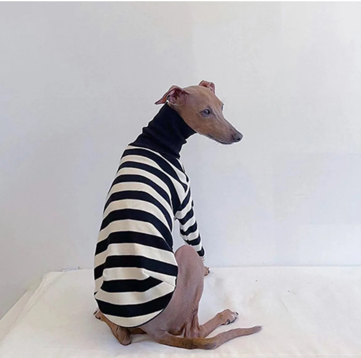Cute High Neck Colorblock Italian Greyhound Clothes Cotton Stretch Puppy Clothes Whippet/Bellington Medium Dog Pet Clothes