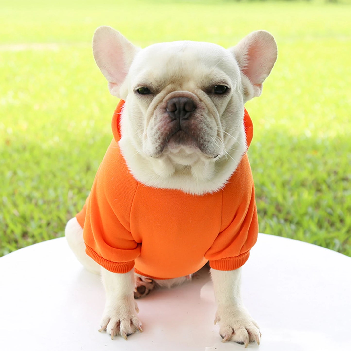 Fashion Dog Clothing Autumn And Winter Small Pet Clothes Thickening Warm Solid Color Two-Feet Hooded Wweater Casual Pet Products