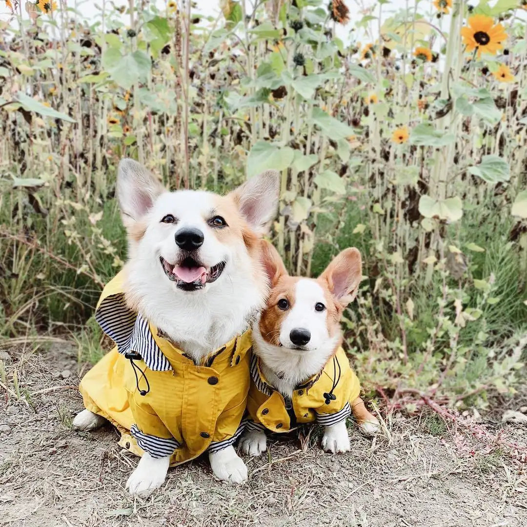 the PENNYWISE COAT - Fashion Raincoat for Dogs, Waterproof Raincoat Jacket Coat, Windproof for Small/Medium/Large Dogs Pet Fashion Clothes