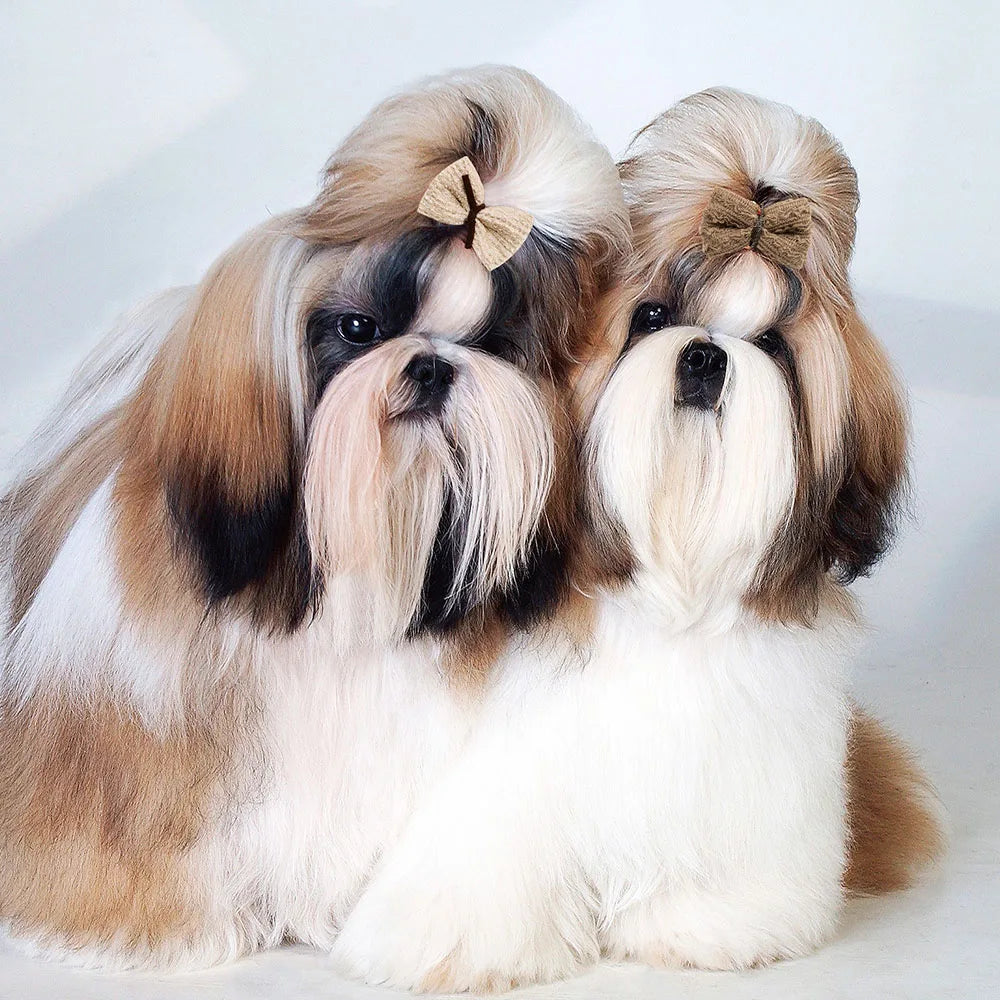 10PCS Dog Hair Bows Rubber Bands Pet Small Dog Cat Bowknot Cute Dogs Bows For Dogs Grooming Pet Accessories For Small Dogs