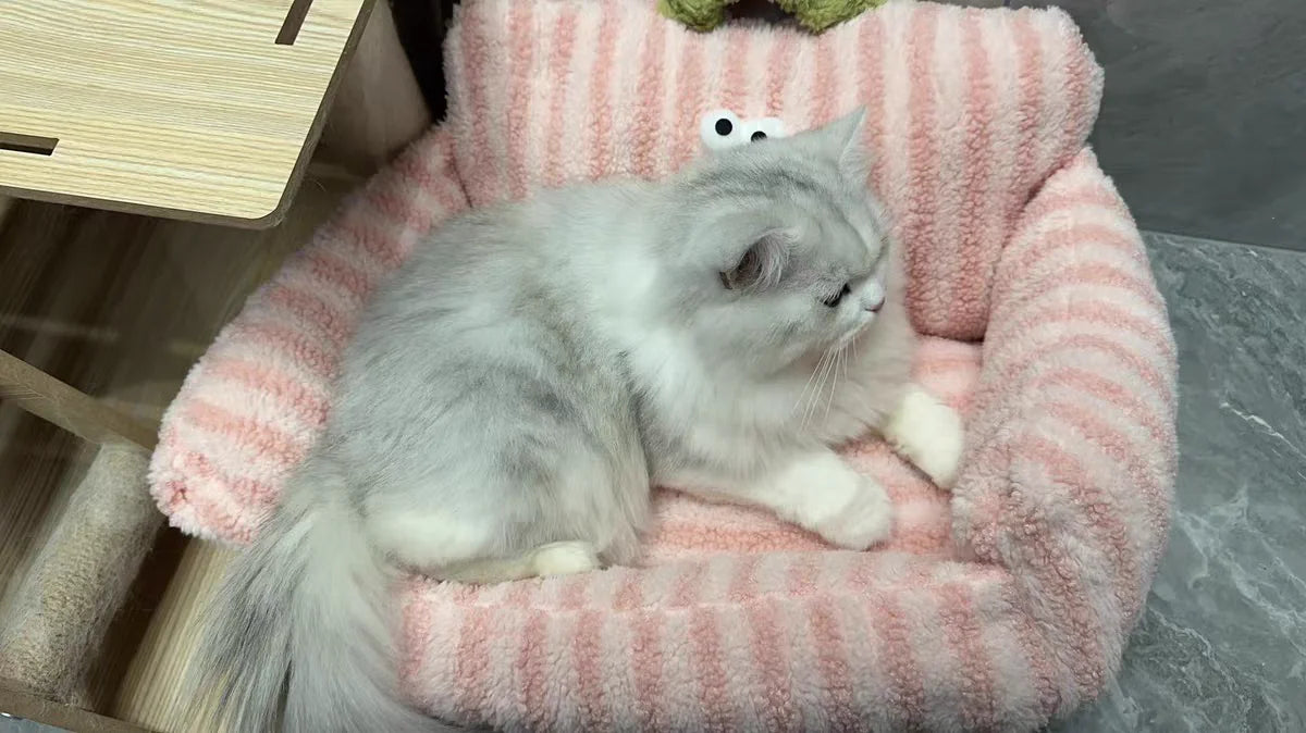 Puppy special sofa kennel winter warm pet Internet celebrity cat nest small dog dog sleeping mat cushion winter bed