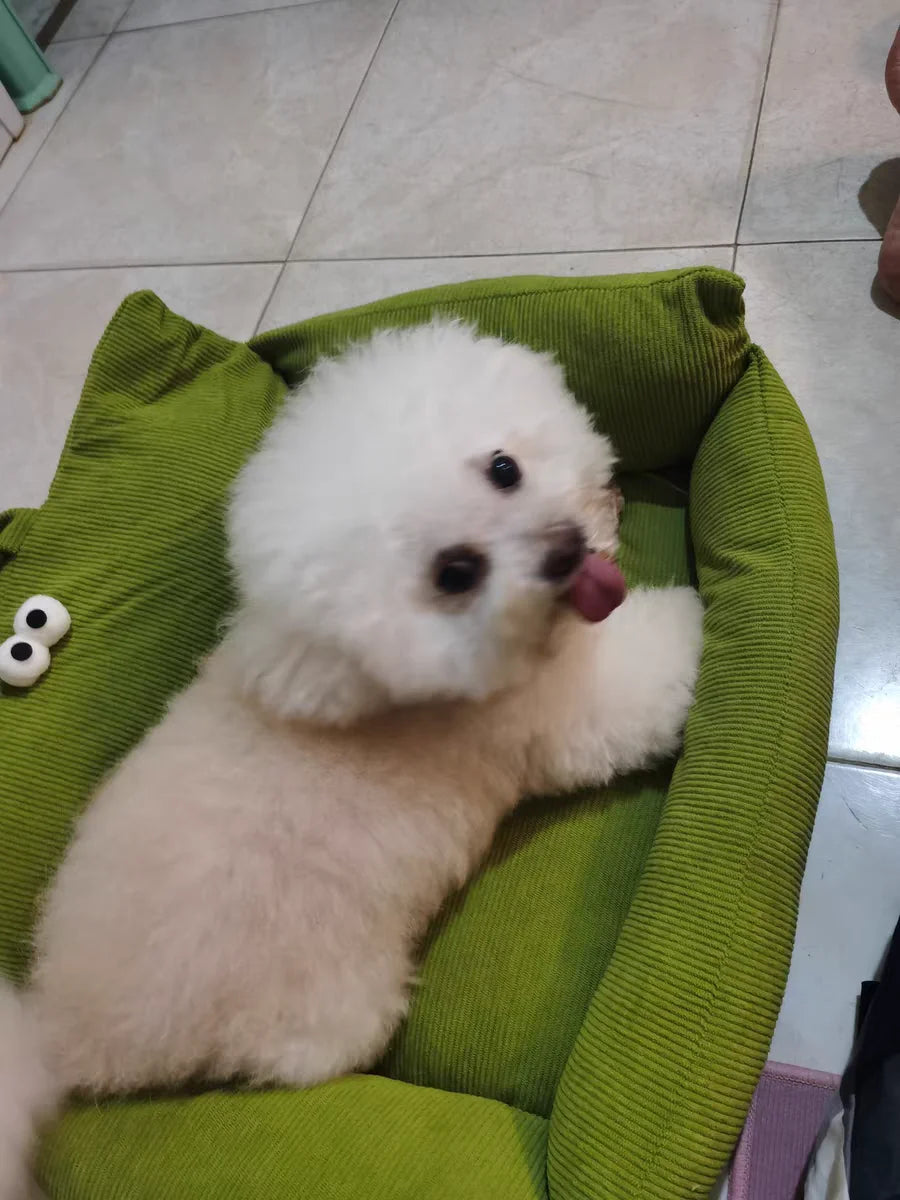 Puppy special sofa kennel winter warm pet Internet celebrity cat nest small dog dog sleeping mat cushion winter bed