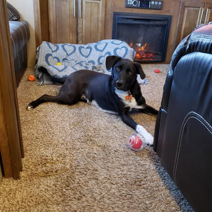 CAITEC Dog Toy Amazing Squeaker Ball Durable Floatable Springy Bite Resistant Best for Tossing Chasing Foraging Medium Large Dog