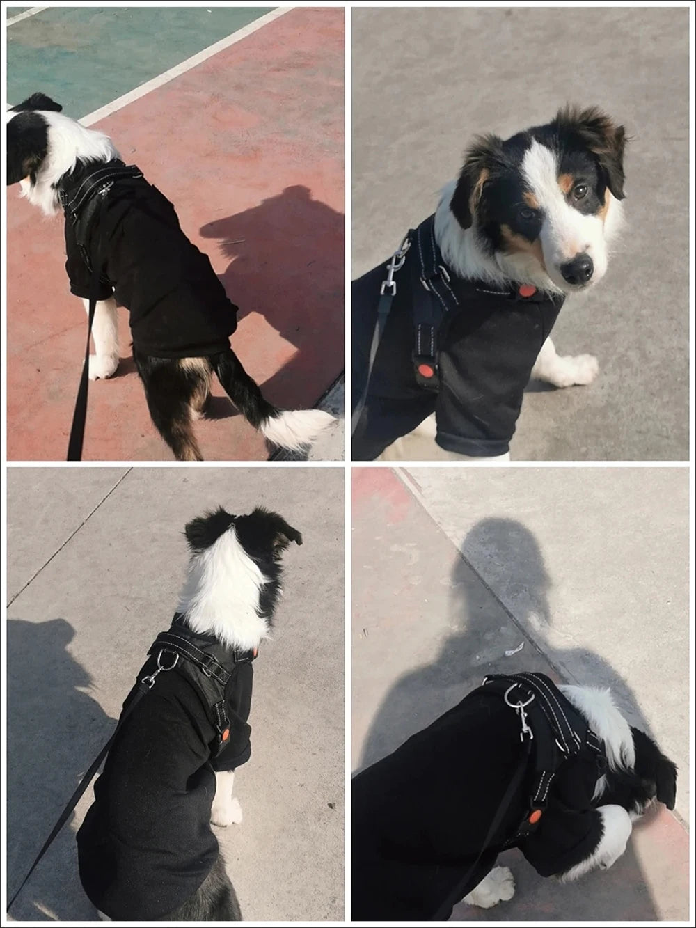 Classic Pinscher Dog Hoodies with Buckle Autumn Fleece Pet Clothes for Small Dogs Poodle Chihuahua Cat Sweater mascotas Clothing