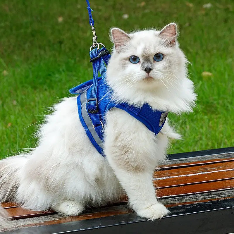 the MESHWALK COMFORT SET - Cat/Small Dog Breathable Mesh Harness and Leash, Kitten/Cats Harnesses, Little Dog/Puppy Harness for French Bulldog, Chihuahua, Pug