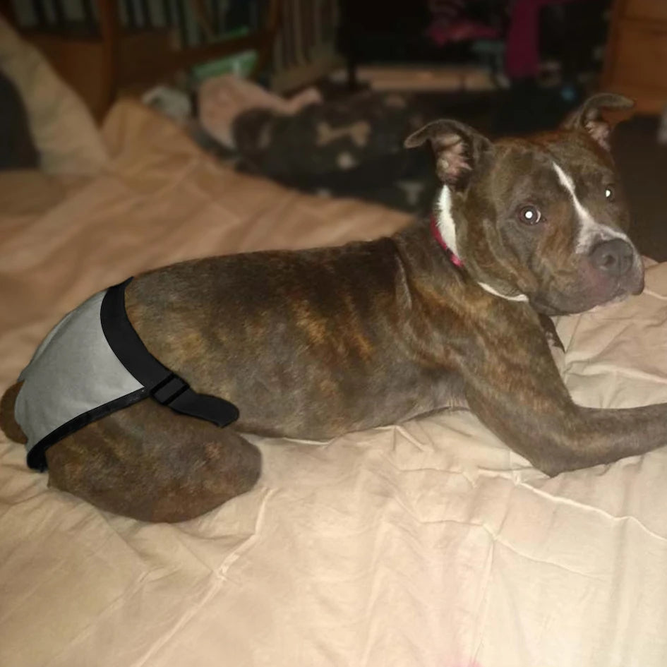 the DOGGY DIAPER - Female Dog Nappies with 8 Sanitary Pad for Bleeding, Physiological Washable Nappies, Anti-Male Dogs Harass Pants