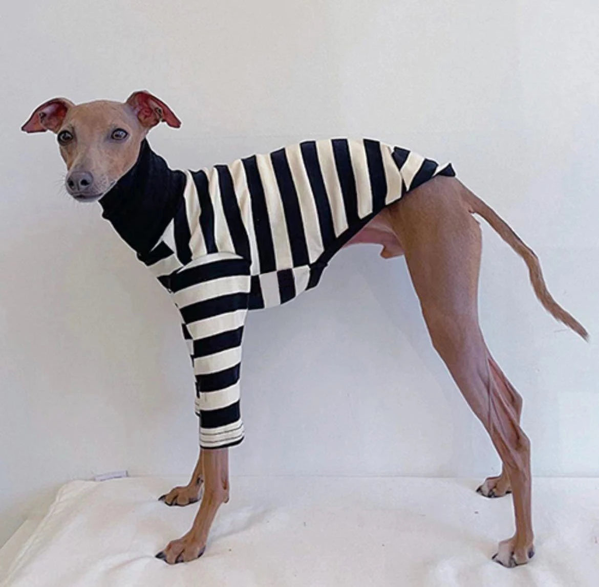 Cute High Neck Colorblock Italian Greyhound Clothes Cotton Stretch Puppy Clothes Whippet/Bellington Medium Dog Pet Clothes