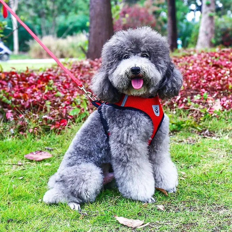 the MESHWALK COMFORT SET - Cat/Small Dog Breathable Mesh Harness and Leash, Kitten/Cats Harnesses, Little Dog/Puppy Harness for French Bulldog, Chihuahua, Pug