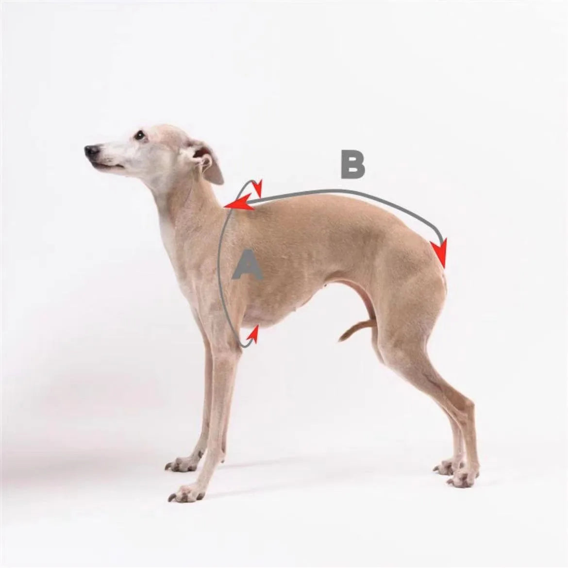 Cute High Neck Colorblock Italian Greyhound Clothes Cotton Stretch Puppy Clothes Whippet/Bellington Medium Dog Pet Clothes