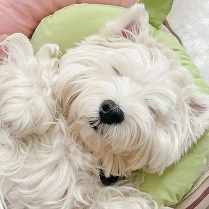 New Dog Pillow Cartoon Bear Dog Nest Cat Neck Guard Detachable Washable Soft Rebound Collapse Chin Pad Hypnosis Pet Pillow