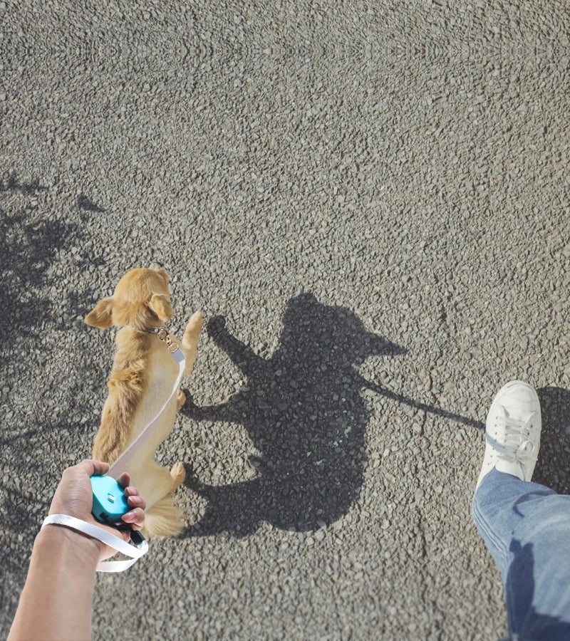 the FREESTRIDE RETRACTABLE LEASH - Retractable 2M Dog Leash, Automatic Freely Dog/Puppy/Cat Traction Rope, Belt Dog Leash