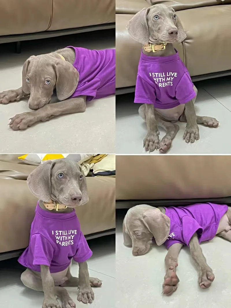 Spring Summer Pet Dog Clothes Round Neck T-shirt for Small Dogs French Bulldog Shiba Inu Puppy Pullovers Letter Print Vest