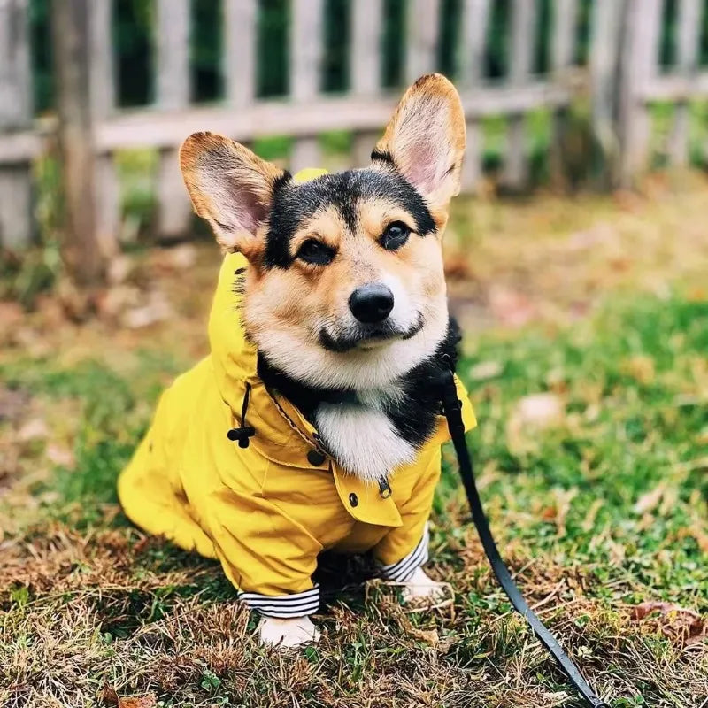 the PENNYWISE COAT - Fashion Raincoat for Dogs, Waterproof Raincoat Jacket Coat, Windproof for Small/Medium/Large Dogs Pet Fashion Clothes