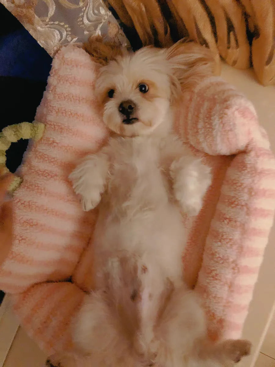 Puppy special sofa kennel winter warm pet Internet celebrity cat nest small dog dog sleeping mat cushion winter bed