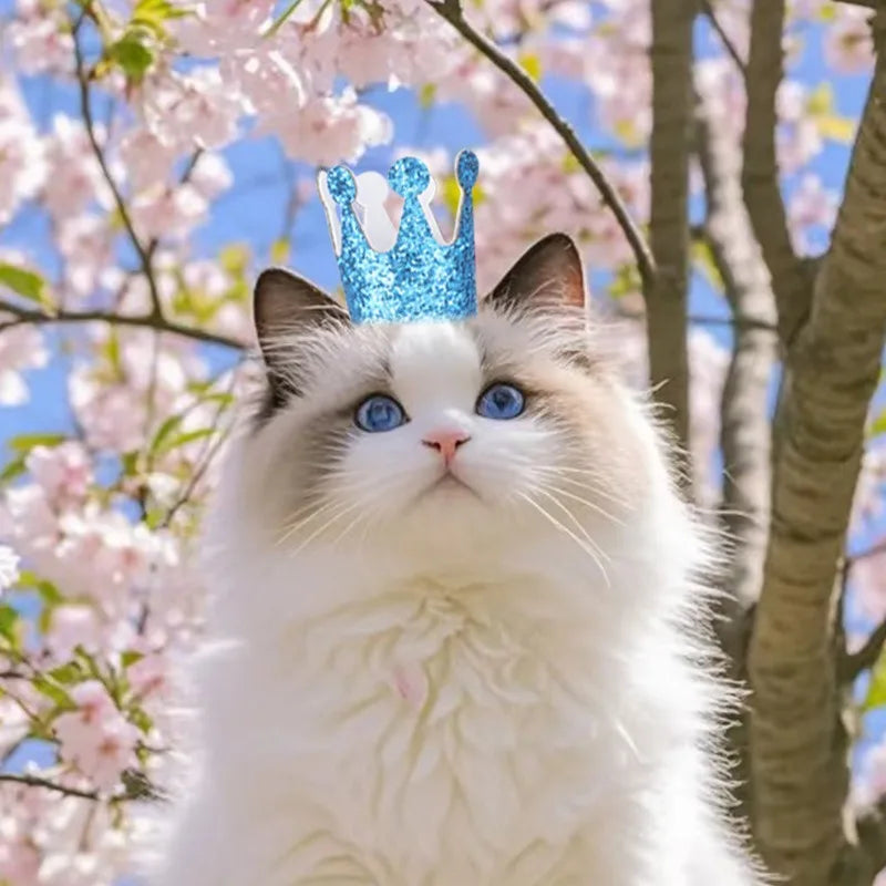 Pet Birthday Hat Glitter Bronzing Dog Crown Birthday Party Cat Dress Up Hat Photo Props
