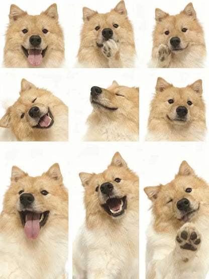 Animal Shaped Pet Chew Toys | Soft & Safe for Teething Puppies | Perfect for Small Dog Breeds | Interactive Boredom Relief Play