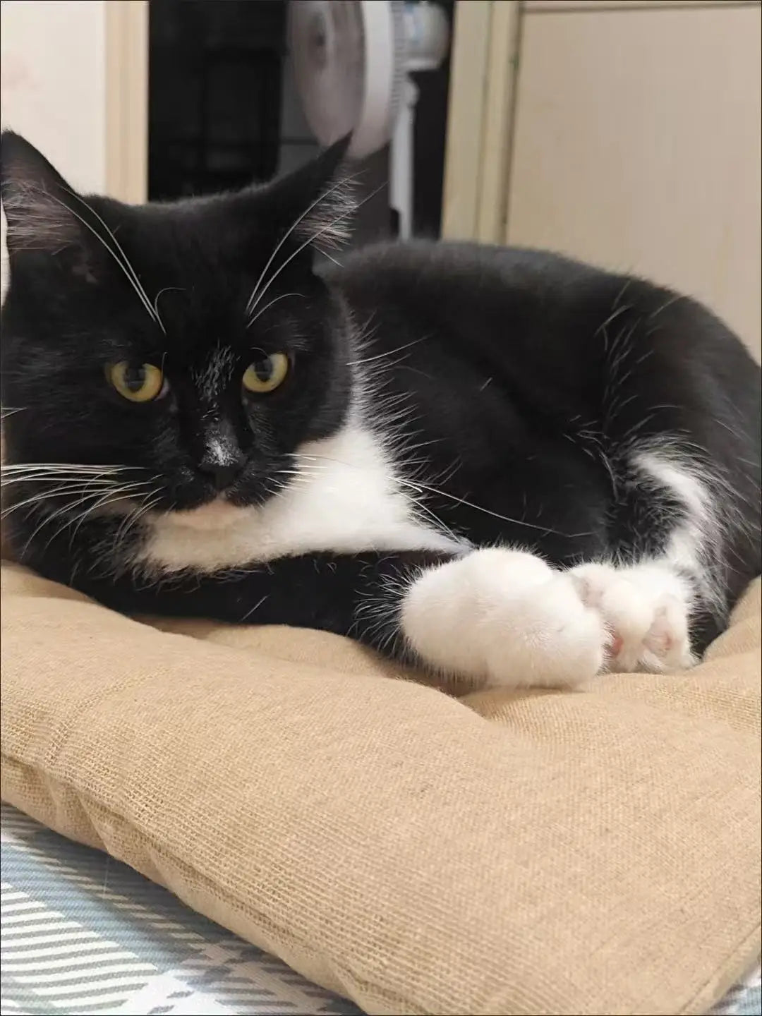 Dog Pet Beds Extra Large Dog Bed Sofa Cat Bed Four Season Cotton linen Mat Scratch-resistant wear-resistant Pet Cushion Cat Mat