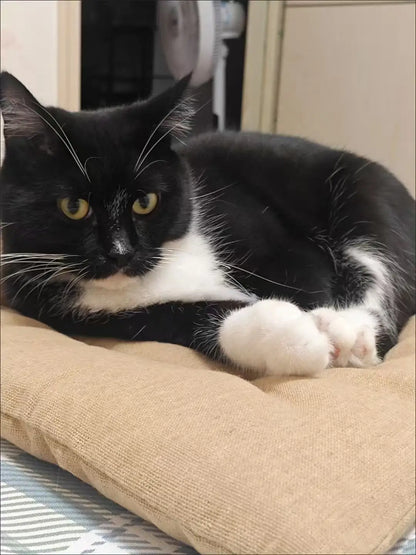 Dog Pet Beds Extra Large Dog Bed Sofa Cat Bed Four Season Cotton linen Mat Scratch-resistant wear-resistant Pet Cushion Cat Mat