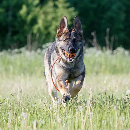 Pet Dog Training Toy Dogs Natural Rubber Ball On Rope Durable Toys Chew Teeth Cleaning Ball For Funny Excercise Play Outdoor