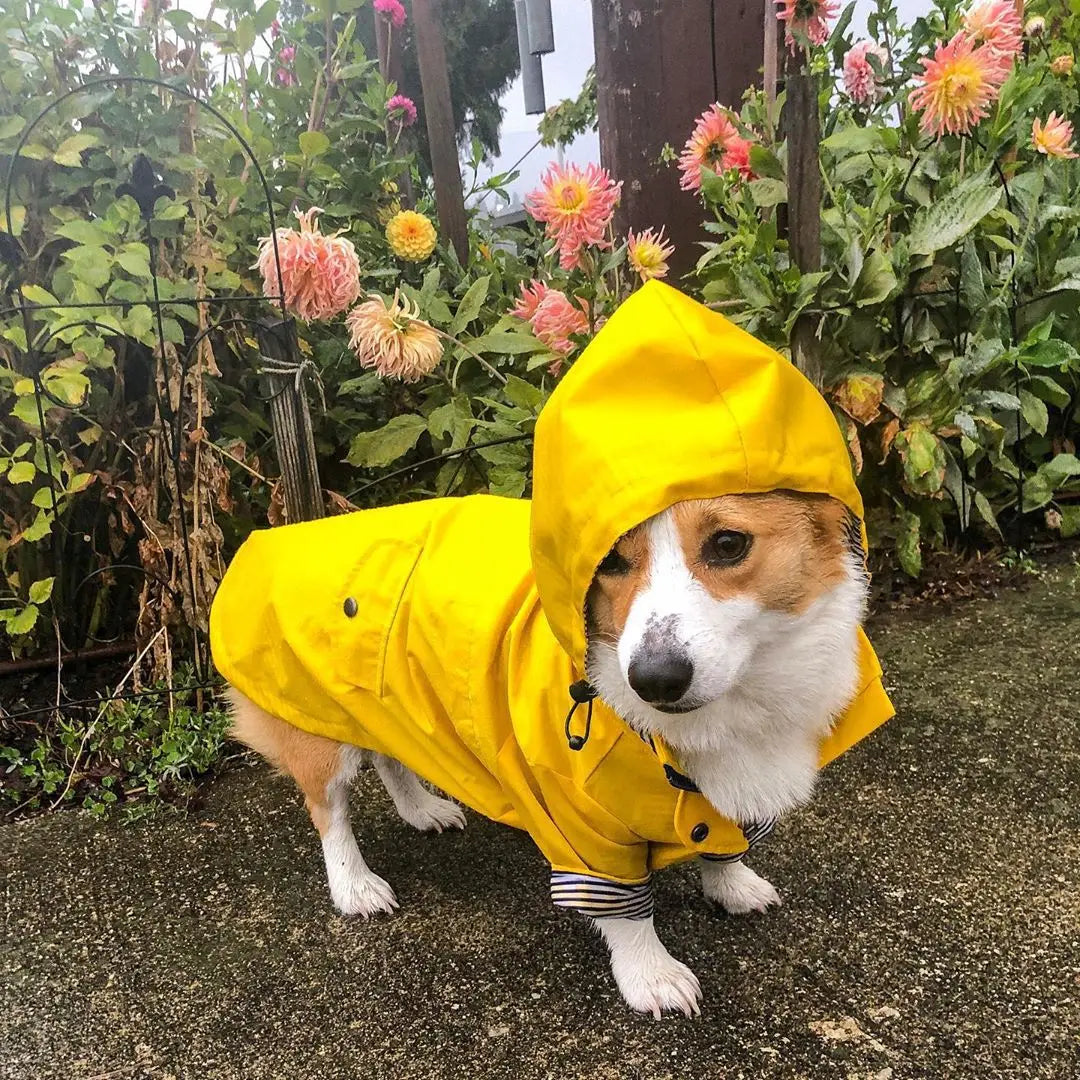 the PENNYWISE COAT - Fashion Raincoat for Dogs, Waterproof Raincoat Jacket Coat, Windproof for Small/Medium/Large Dogs Pet Fashion Clothes