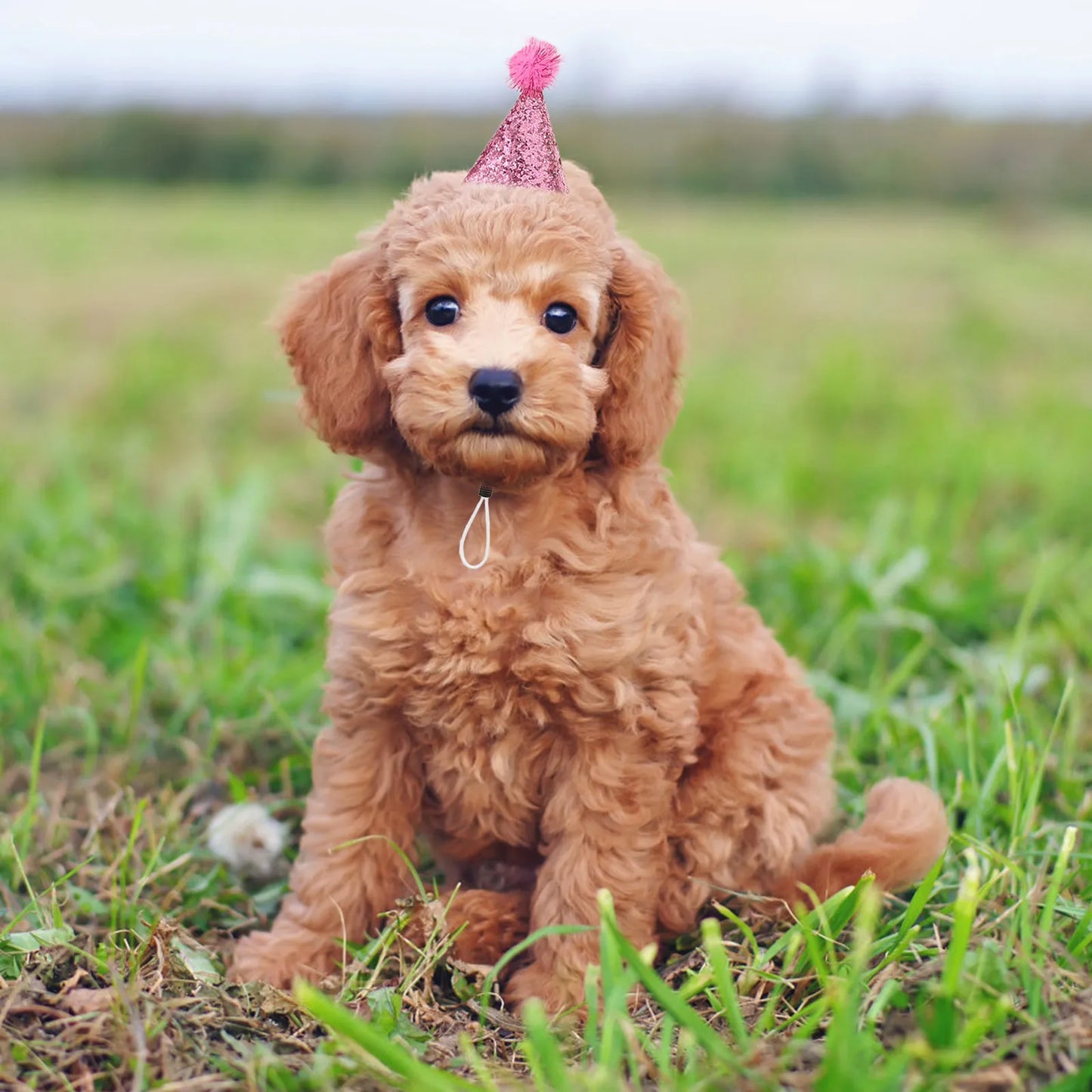 the BIRTHDAY PARTY HATS - 10PCS Pet Birthday Hat, Sparkle Cat/Dog Party Accessory, Adjustable Comfortable Fit for Various Sizes, Festive Occasions