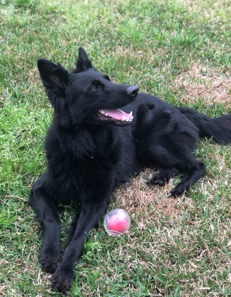 CAITEC Dog Toy Amazing Squeaker Ball Durable Floatable Springy Bite Resistant Best for Tossing Chasing Foraging Medium Large Dog