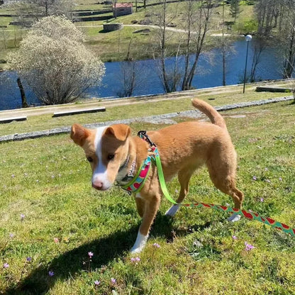 the JUCIYPAWS 3-PIECE SET - 3PCS/Set Watermelon Love, High Quality Dog Harnes Leash with Poop Bag Holder Set, Soft Breathable Lining