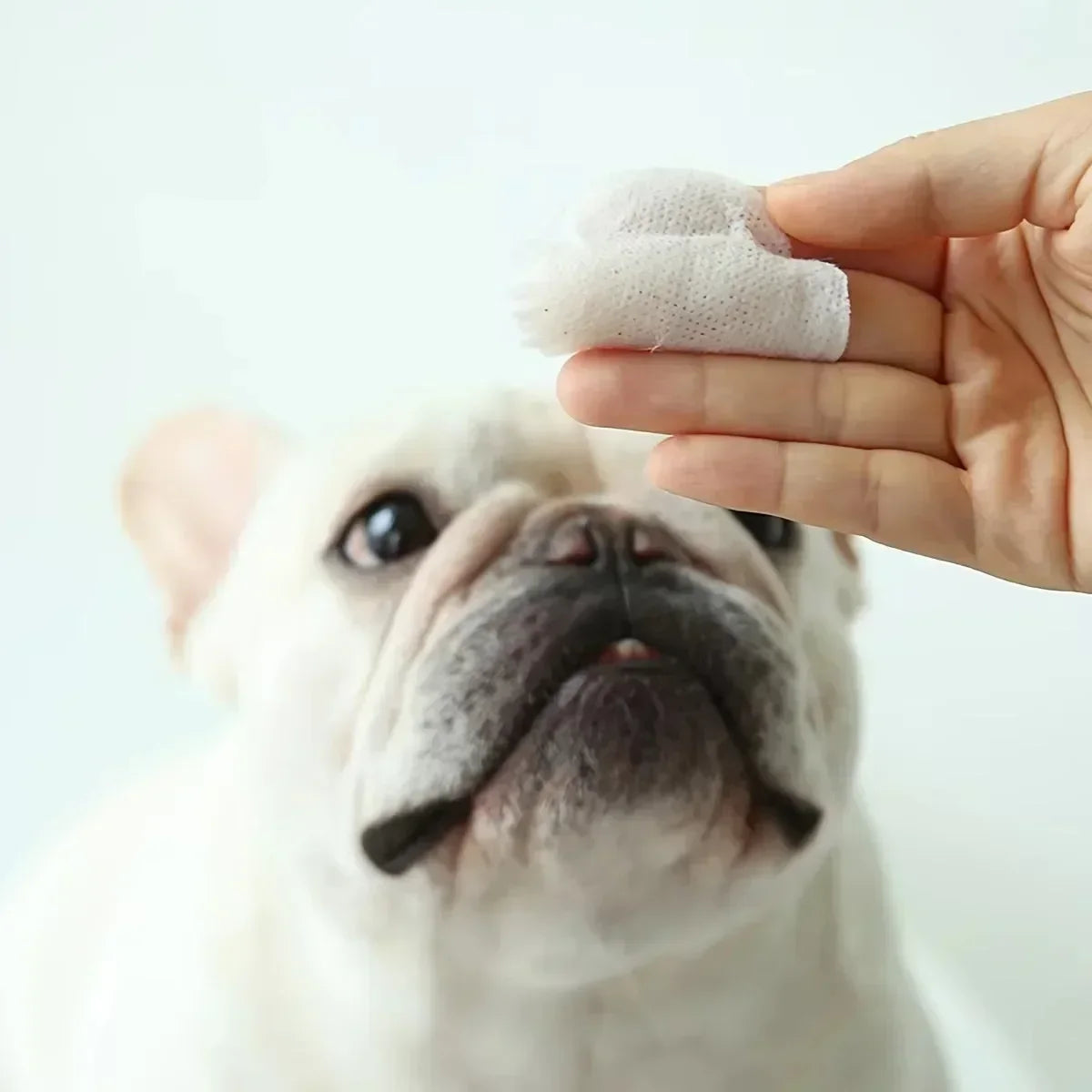 the PET TEAR WIPES - 60pcs/Set Eye Wet Wipes, Universal Disposable Non-Woven Wet Towels, Ear Stain Remover, Dog/Cat Wipes, Grooming Tools Pet Accessories