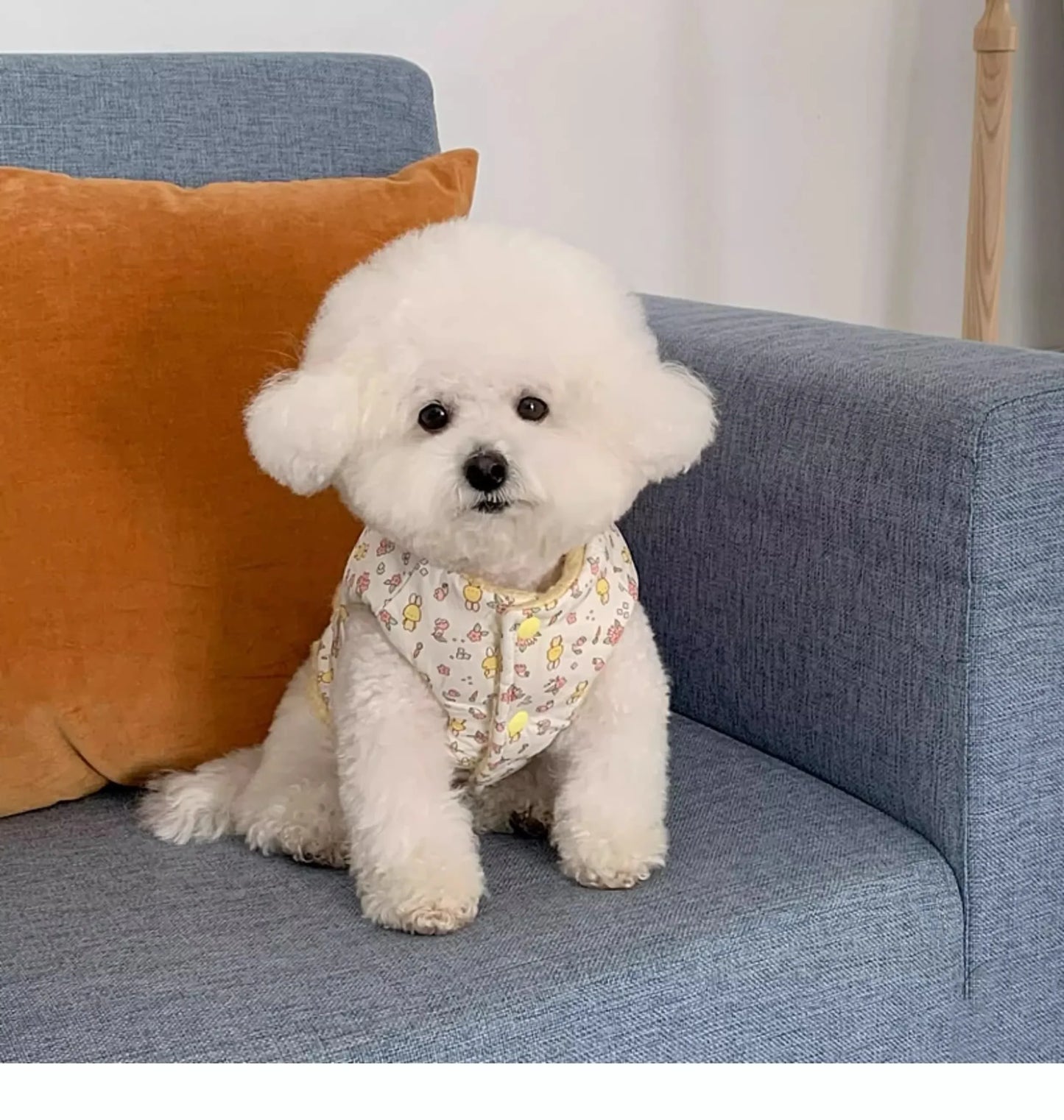 Pet cotton coat - Dog clothes - Small dog - Cat cotton jacket