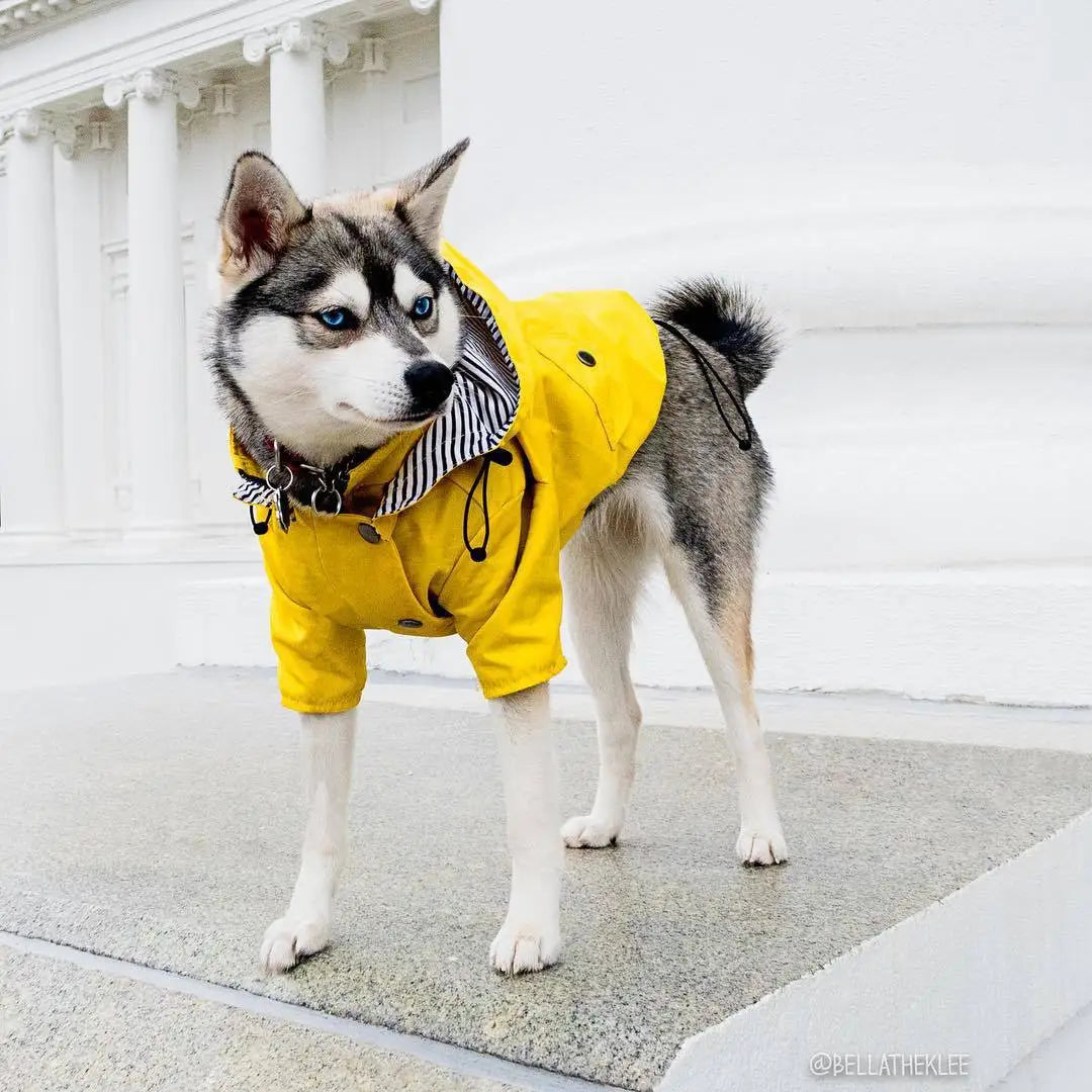 the PENNYWISE COAT - Fashion Raincoat for Dogs, Waterproof Raincoat Jacket Coat, Windproof for Small/Medium/Large Dogs Pet Fashion Clothes