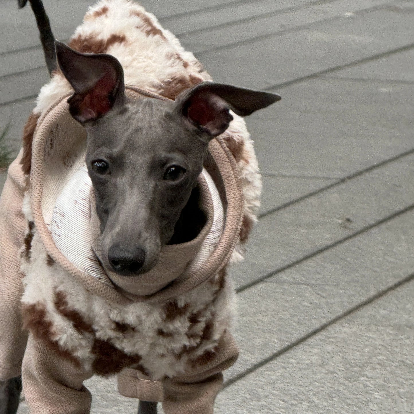 Hooded Leopard Sweater for Dogs in Winter Soft 4-legged False Two Fleece Coat for Greyhounds Warm High-neck Jumpsuit for Whippet