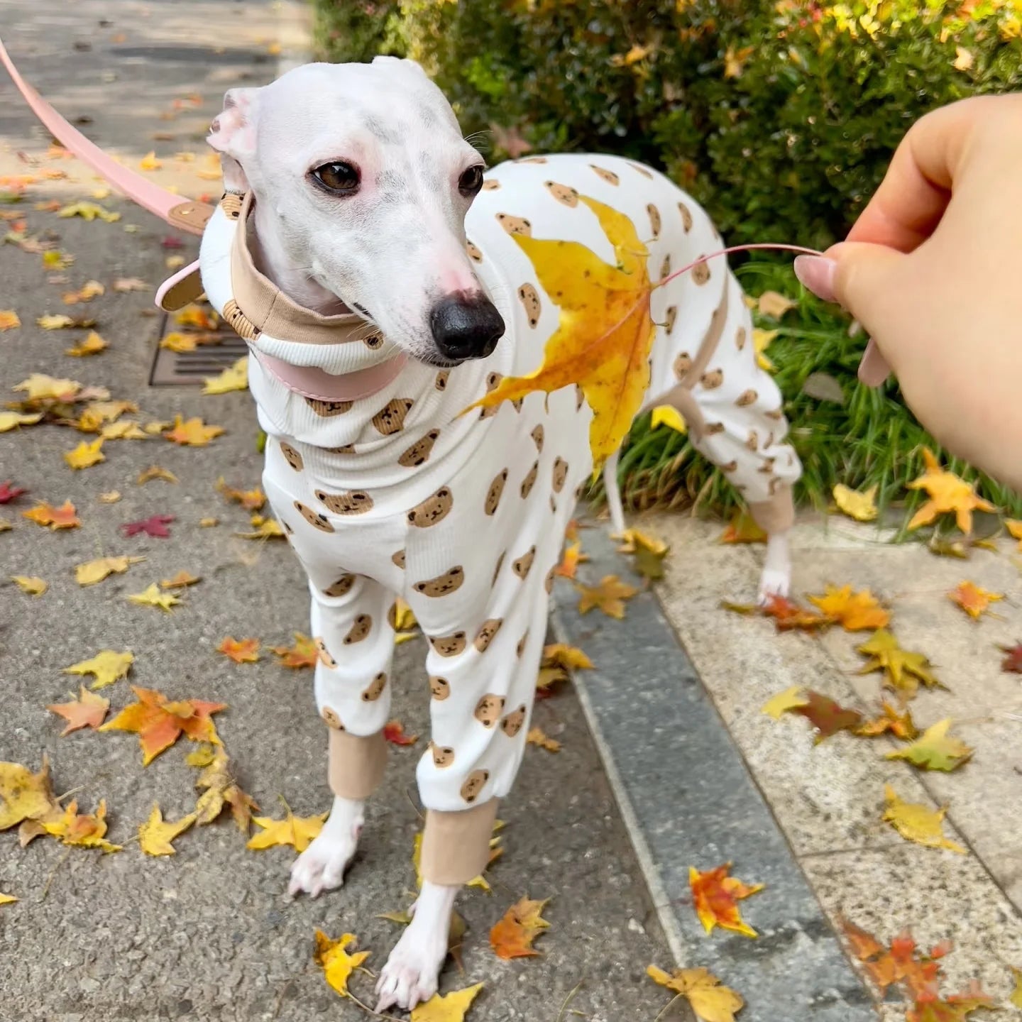 Summer Cartoon T-shirt for Italian Greyhound Breathable Khaki Cotton 4-legged Jumpsuit for Dogs Soft Coat for Whippet in Spring