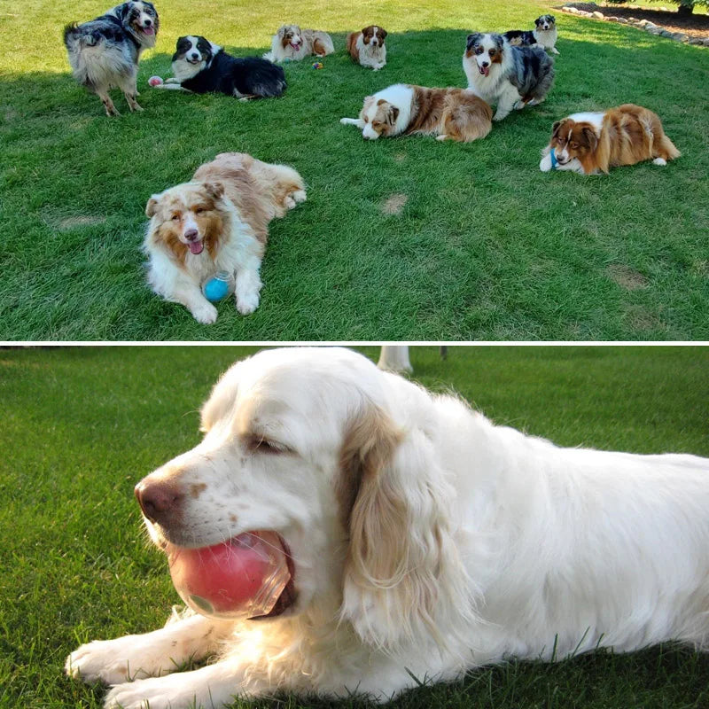 CAITEC Dog Toy Amazing Squeaker Ball Durable Floatable Springy Bite Resistant Best for Tossing Chasing Foraging Medium Large Dog