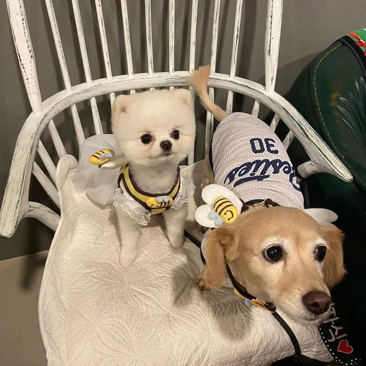 the BUZZBUDDY WALK SET - Cute Bee Kitten/Puppy/Dogs Harness and Leash Set, Soft Breathable Dogs Vest Harness Leads, Pet Clothes for Small Dogs, Chihuahua