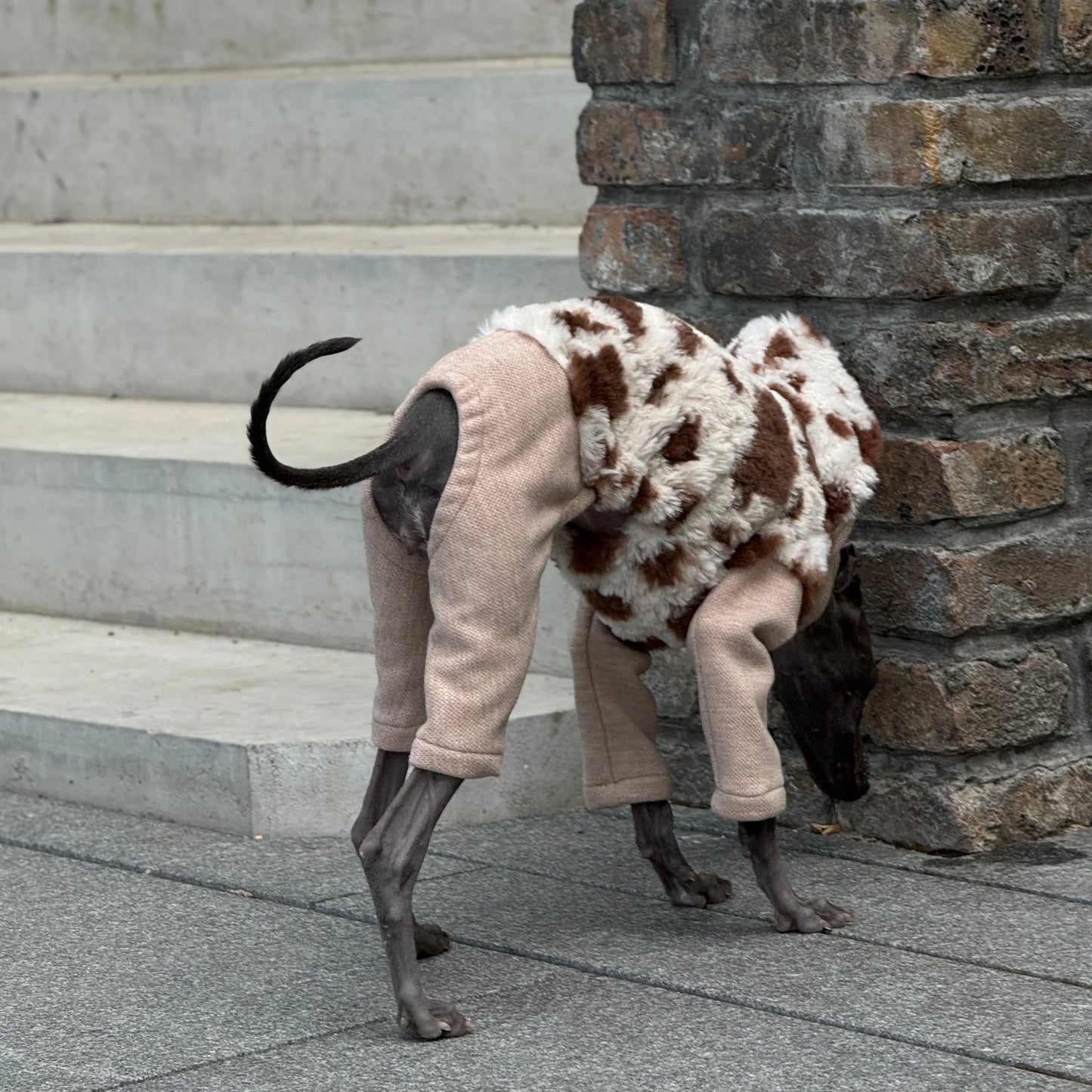 Hooded Leopard Sweater for Dogs in Winter Soft 4-legged False Two Fleece Coat for Greyhounds Warm High-neck Jumpsuit for Whippet