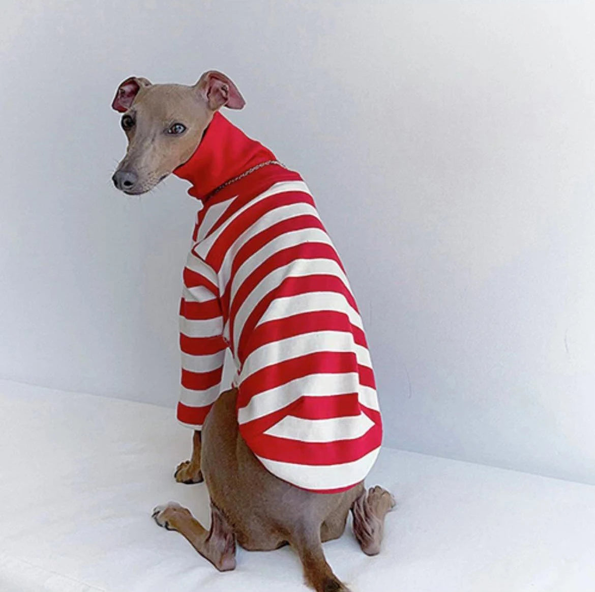 Cute High Neck Colorblock Italian Greyhound Clothes Cotton Stretch Puppy Clothes Whippet/Bellington Medium Dog Pet Clothes