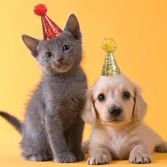 the GLITTER PARTY HAT - 10PCS Colorful Cats and Dog Birthday Party Hat Featuring Glitter Decorations, Birthday Hat for Fun Gatherings