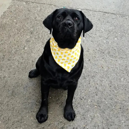 the BREEZYPAWS COTTON BANDANA - Cotton Pet Bandana for Dogs/Cats, Summer Thin Dog Triangular Bandage Scarf, Golden Retriever Bibs, Mascotas, Grooming Accessories