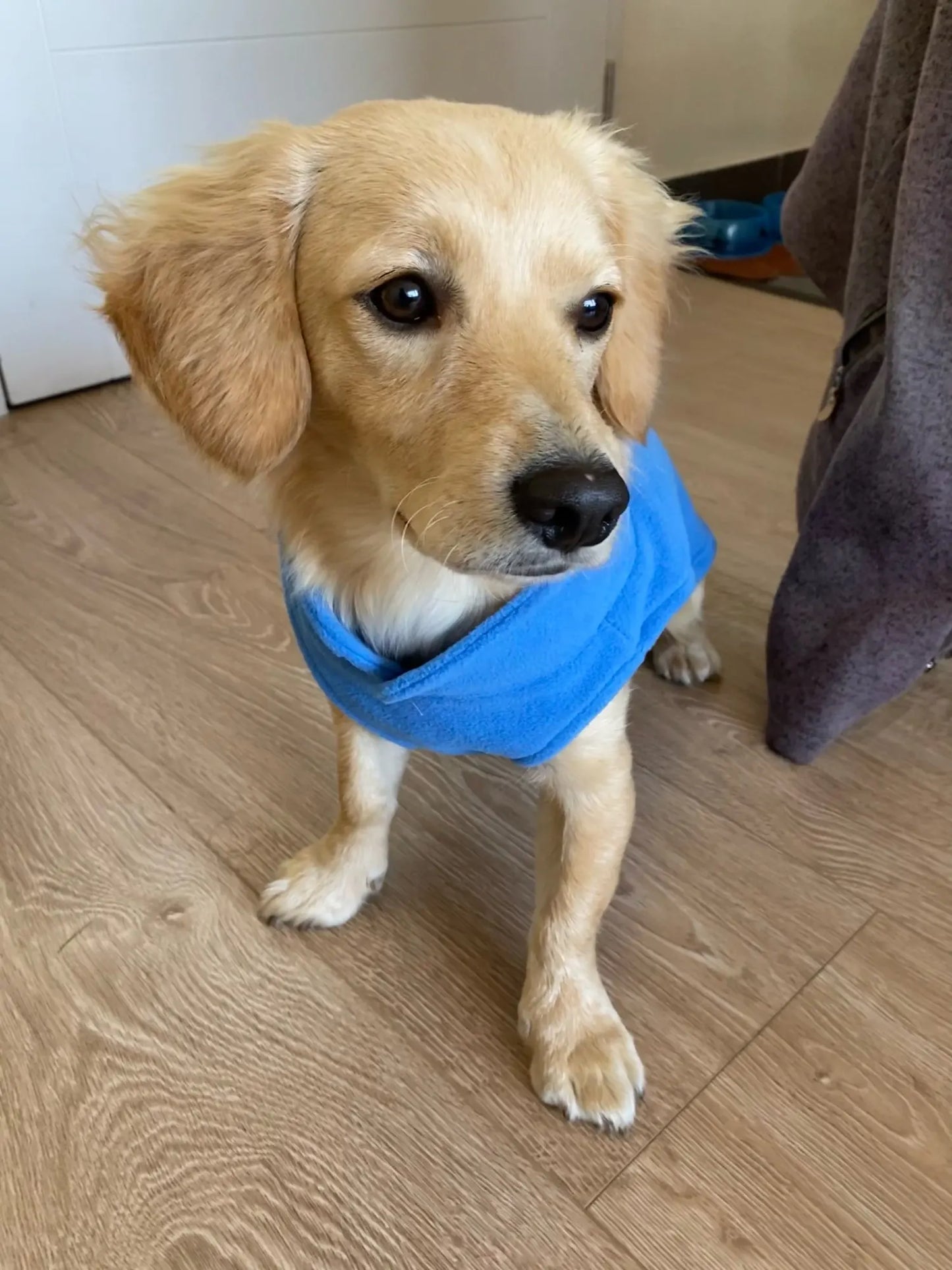 Dog Fleece Vest Chihuahua Winter Clothing For Small Dogs Warm Dachshund Dog Coat For Medium Bulldog Pitbull Maltese Dogs Jumpers