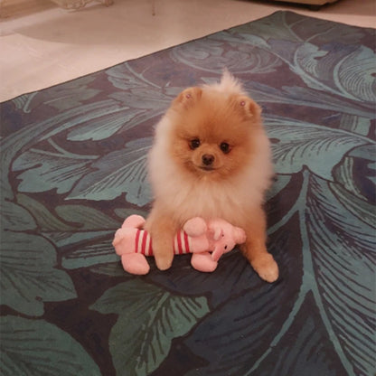 CDDMPET Animals Shape Plush Dog Toy Bite Resistant Squeaky Toys for Small Dogs Interactive Chew Molar Toy Sound Pet Accessories